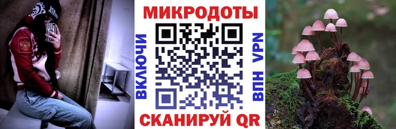 Галлюциногенные грибы Psilocybine cubensis  Купить где  Торопец 